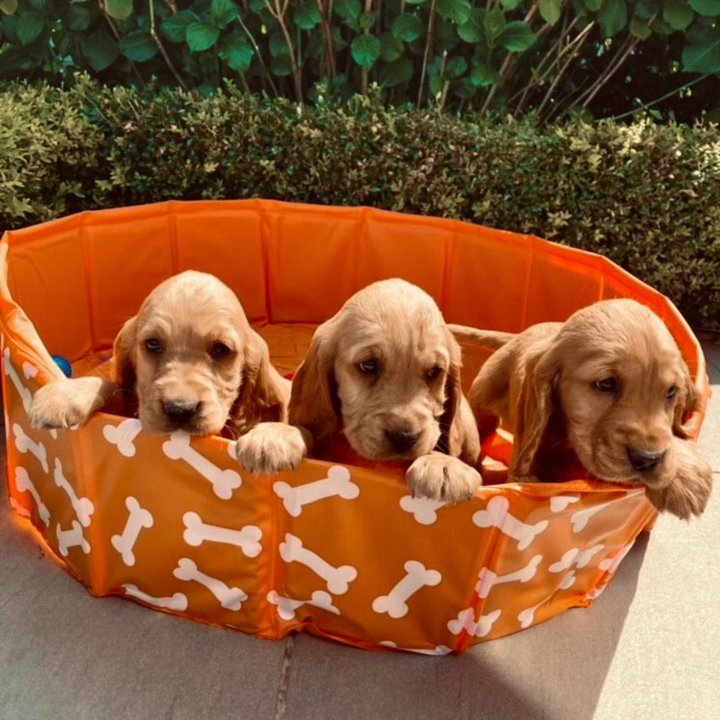 Bonebash | Oranje Honden Zwembad Ø 80 cm