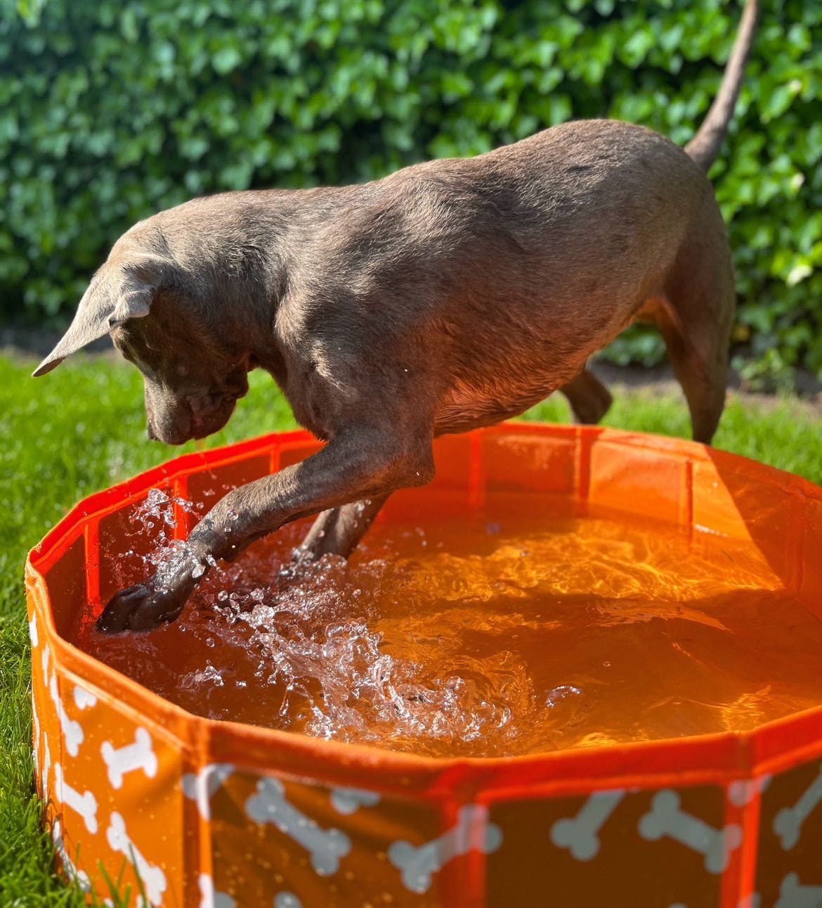 Bonebash | Oranje Honden Zwembad Ø 80 cm