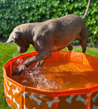 Bonebash | Orange Dog Pool Ø 80 cm